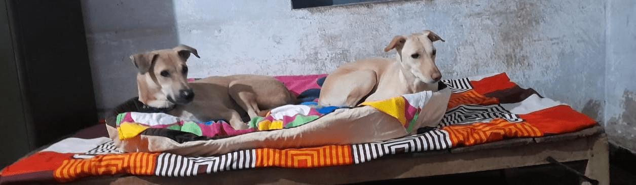 Two dogs peacefully resting on a bed in a cozy room.